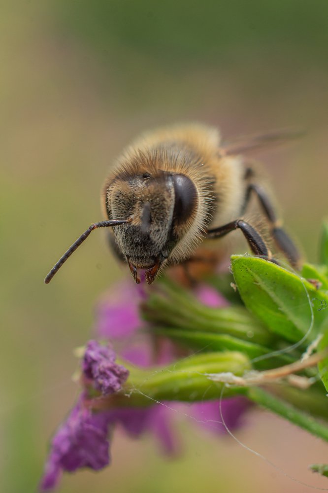 Photograph by Cristhian Estiwar