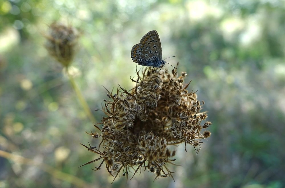Бабочка осенью...