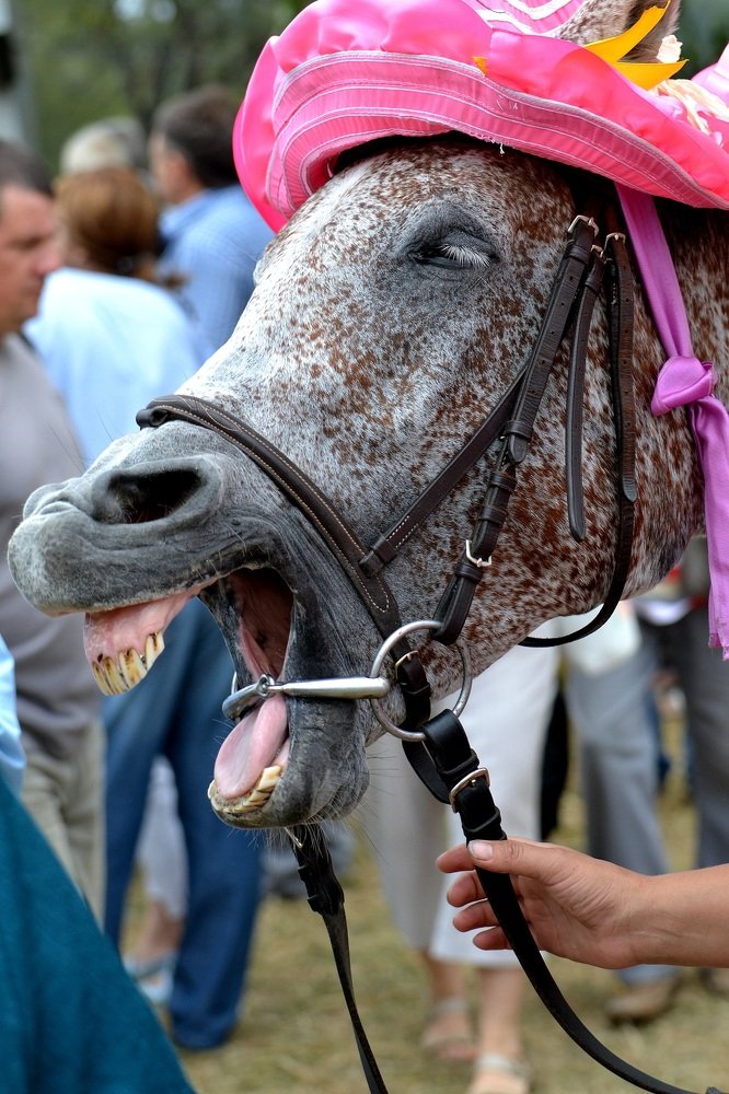 Лошади тоже смеются