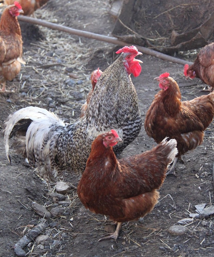 Photograph by Александр Исаченко