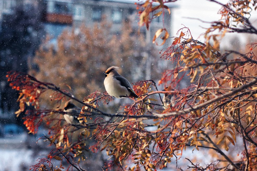 Свиристель