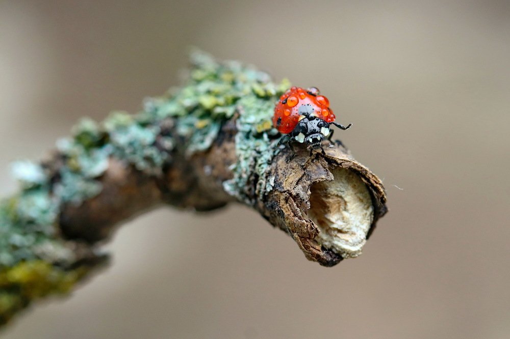 Photograph by Игорь Осипов