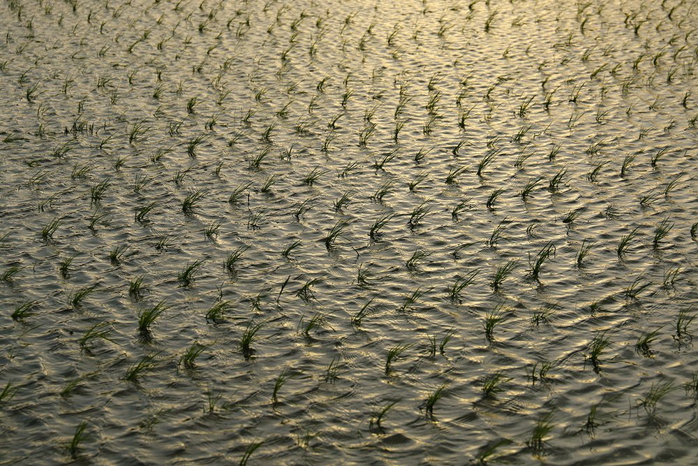 Photograph by behbood mohajeri jolandan