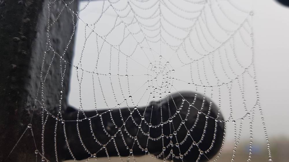 Паутина на воротах в туман