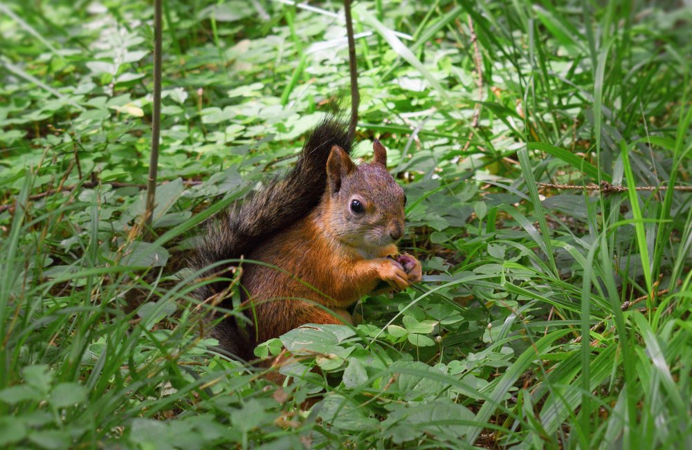 Photograph by Ярослав Думчев