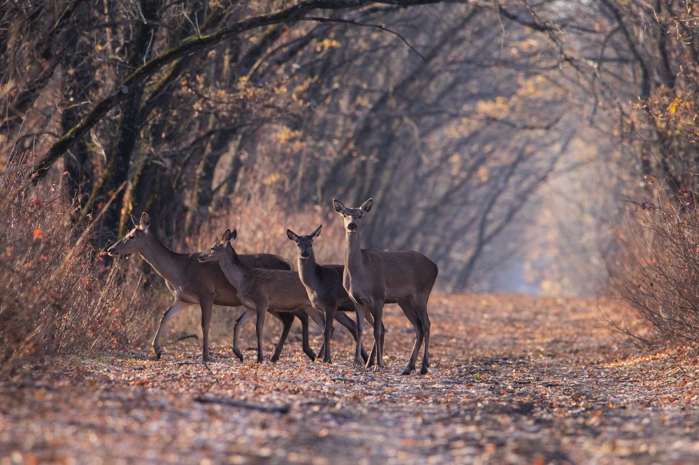 Photograph by Цветков Сергей