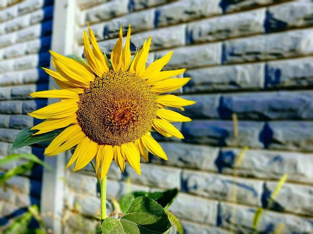 Подсолнух на рассвете