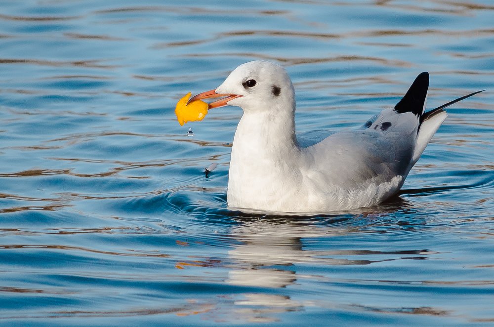 Photograph by Александр Шматков