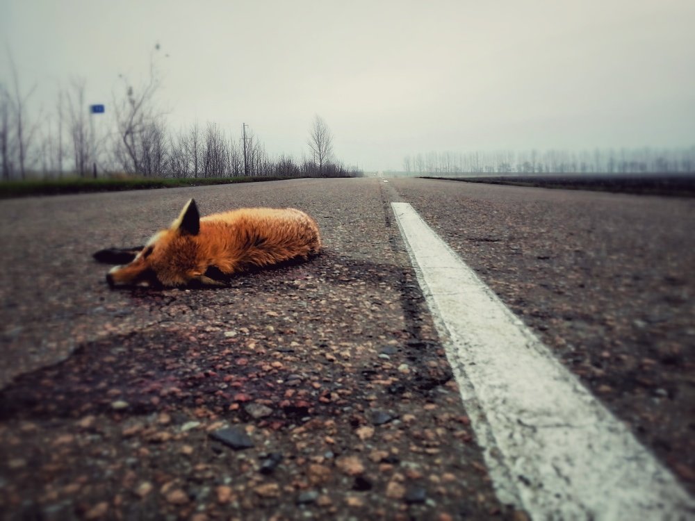 Photograph by ALEKSEI BABANIN