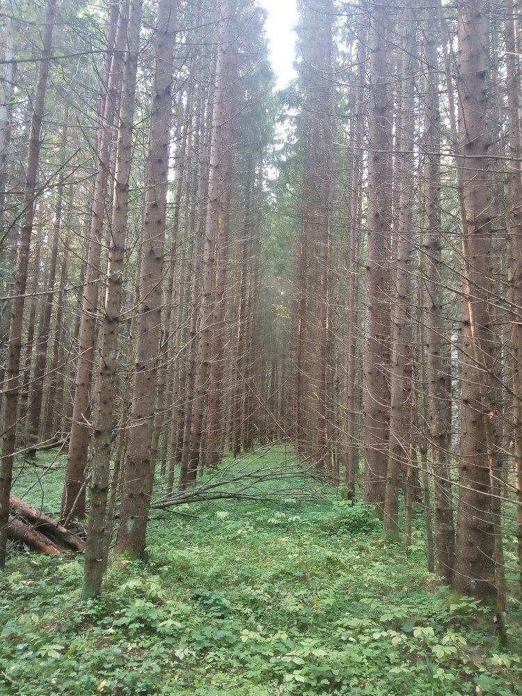 Photograph by Любовь Шаврина