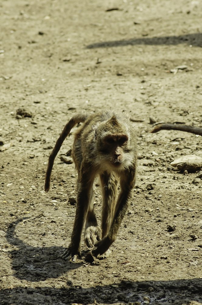 Photograph by Eri Yulianto