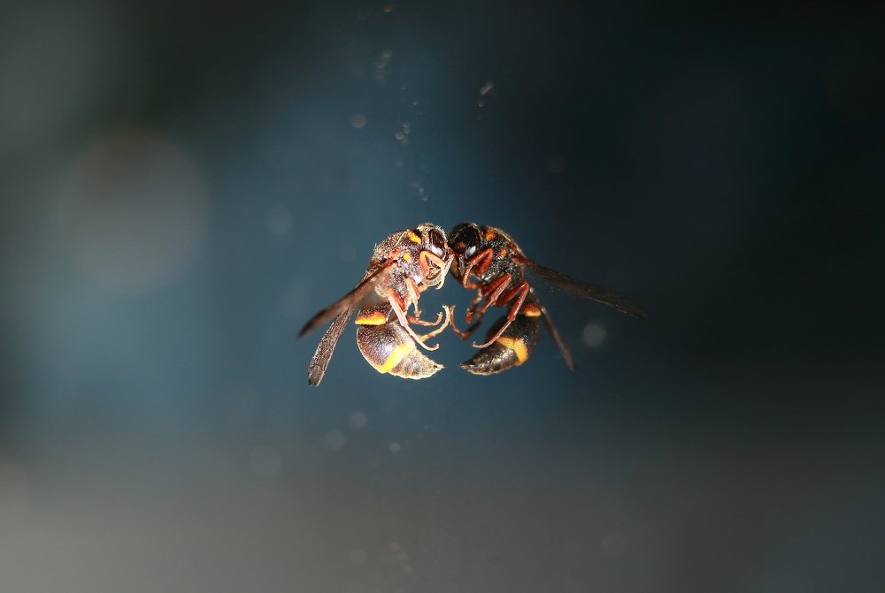 Photograph by Yusuf Buchari