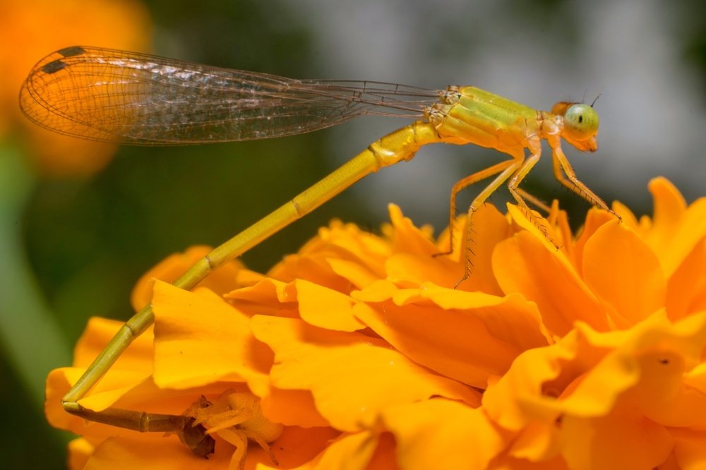 Photograph by somnath bhandari