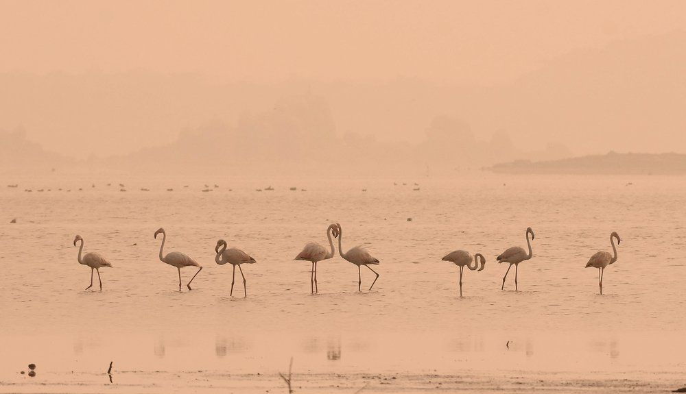 Symmetry of Flamingos