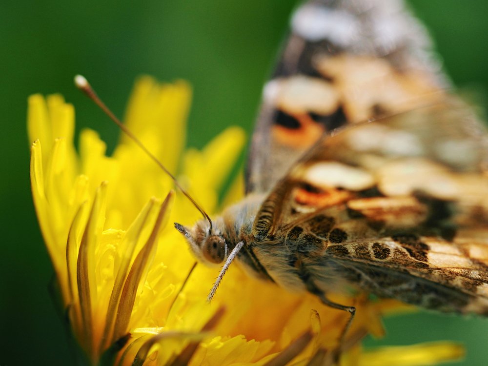 Photograph by Артем Харисов