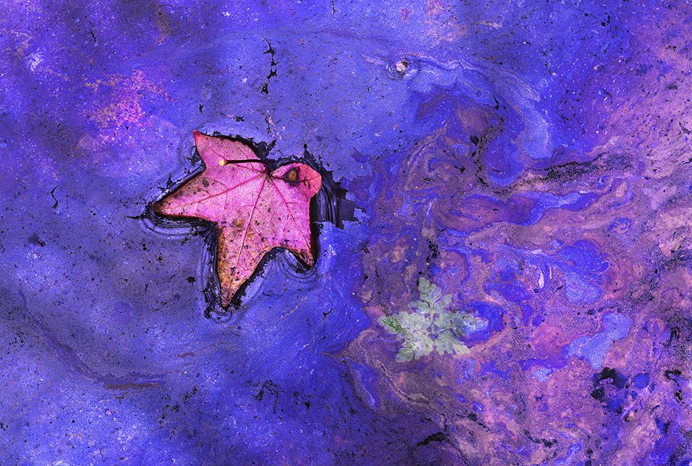 Photograph by César Llaneza Rodríguez