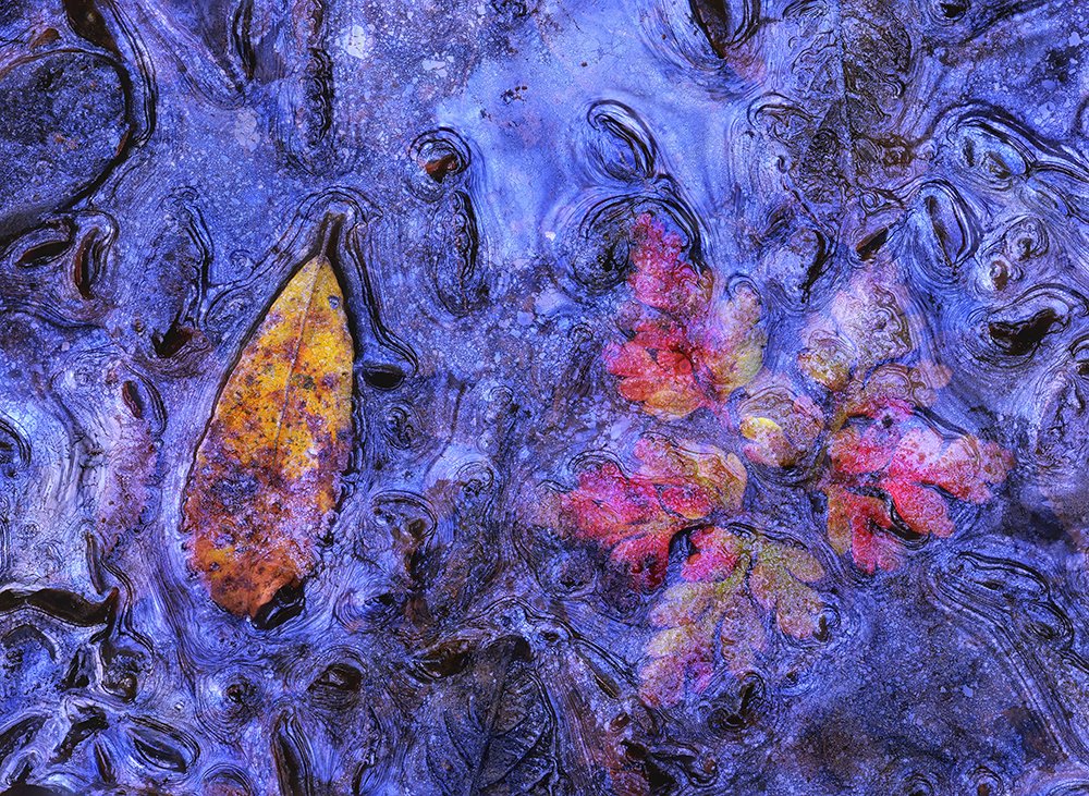 Photograph by César Llaneza Rodríguez