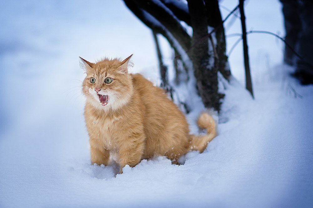 Photograph by Елена Маринина