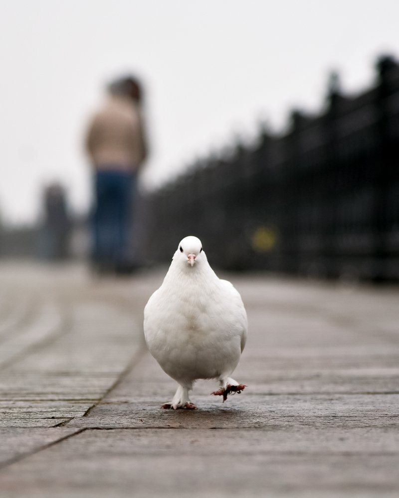 Photograph by Наталья Темная