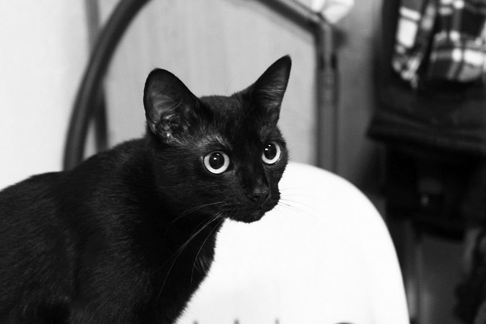 Photograph by Sandor Zoltan Gal