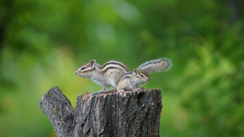 Photograph by Алексей Миронов