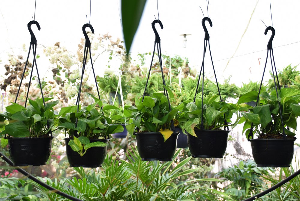 Photograph by Safoura Pourpirali