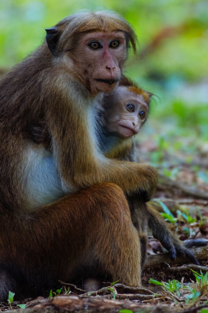 Photograph by Sivaneswaran