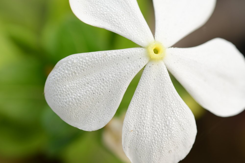 Photograph by Preet saluja