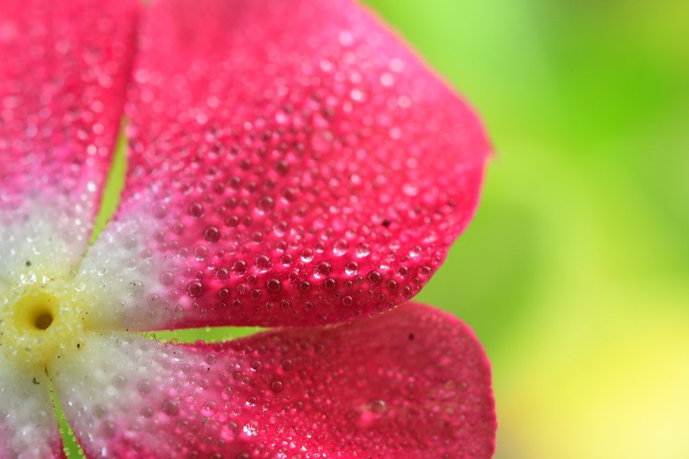 Water Droplets Pattern