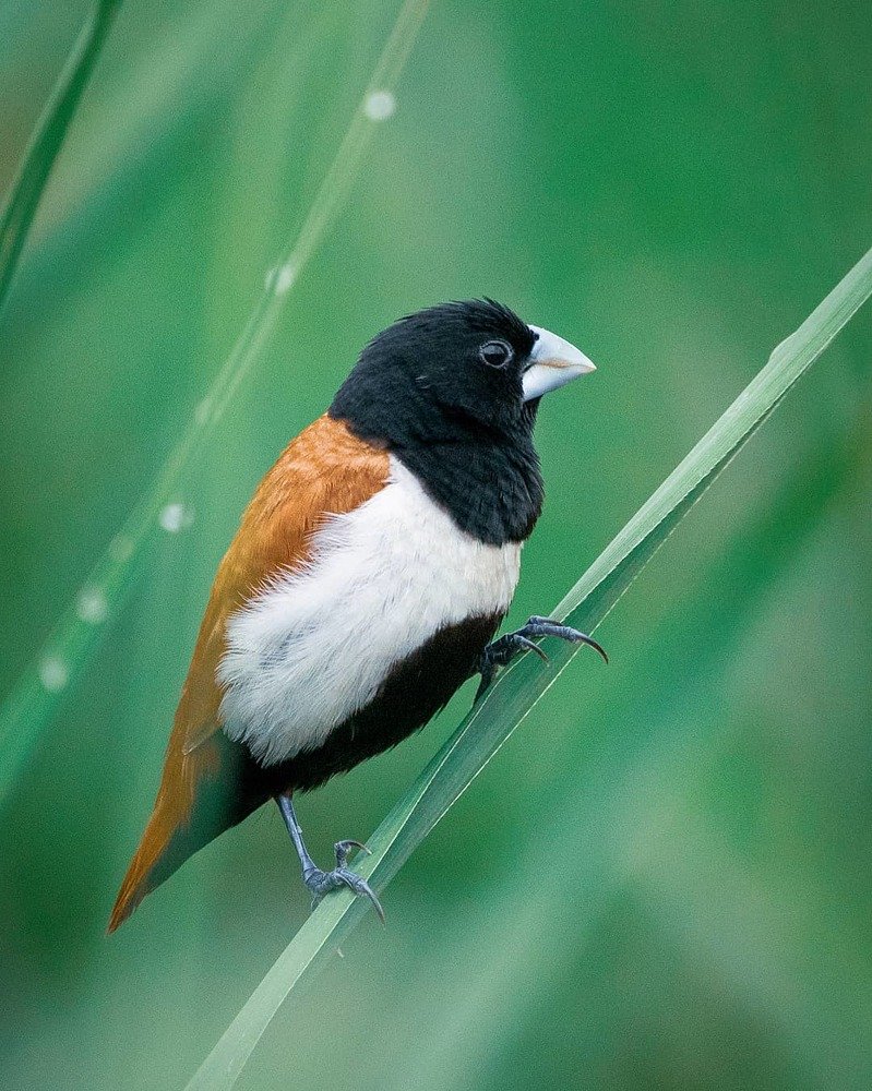 Birds are the Ornaments of nature!