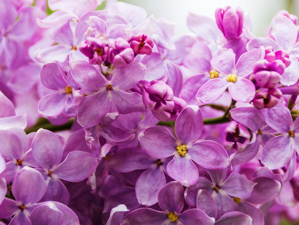 Весенний паттерн