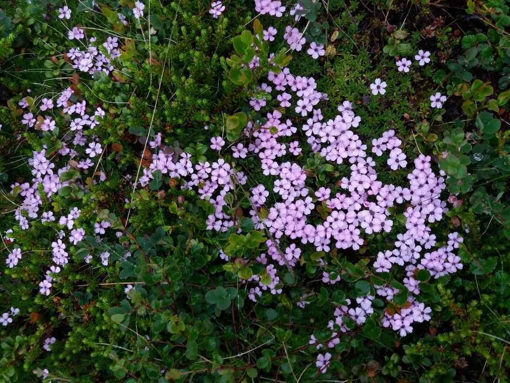 Photograph by Алина Голубева
