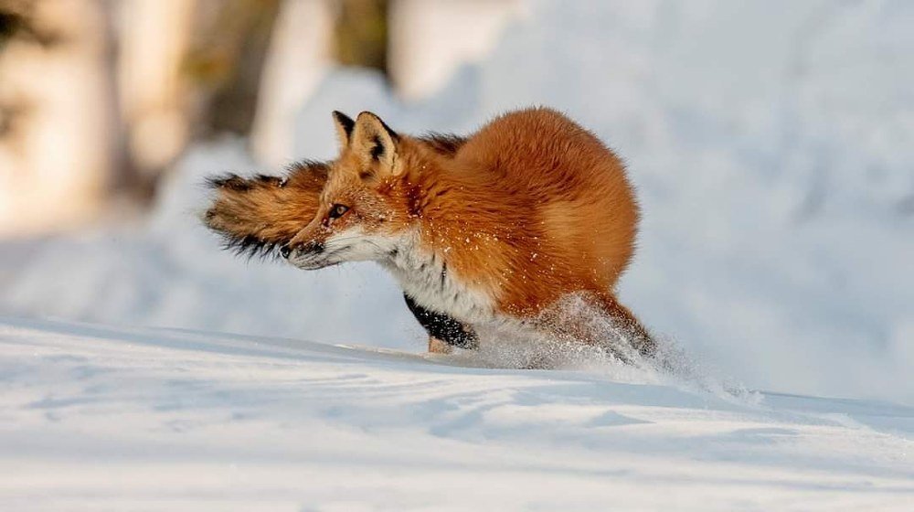 Fox run