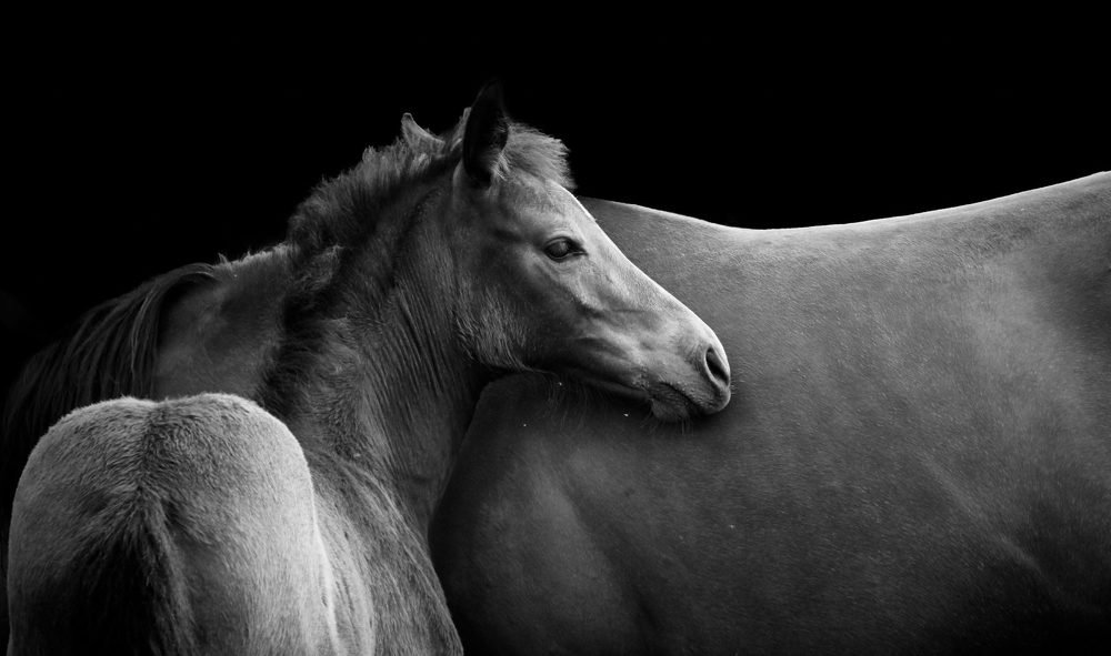 Foal and mare