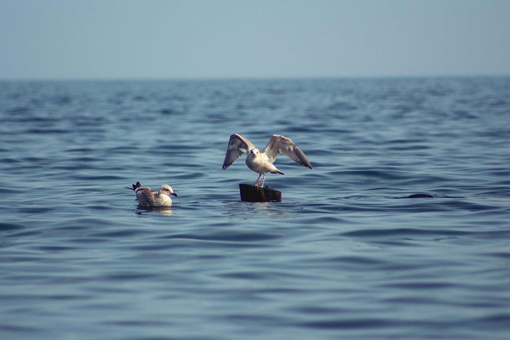 Photograph by Елена Сизых