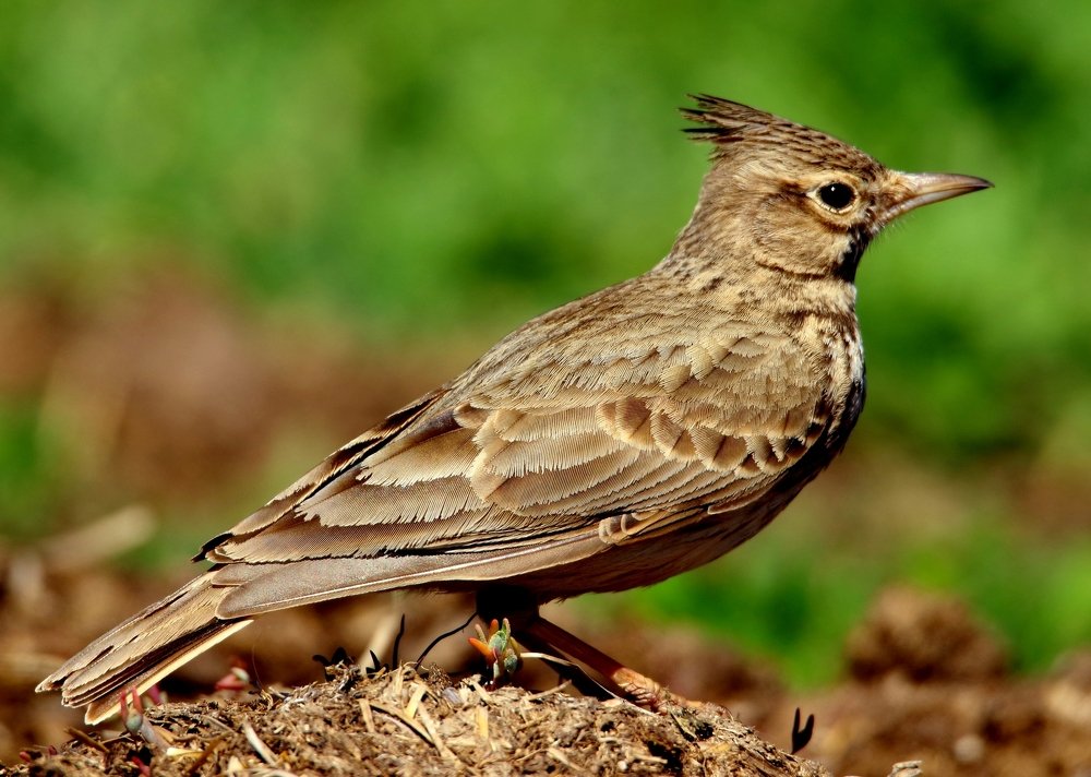 Хохлатый жаворонок