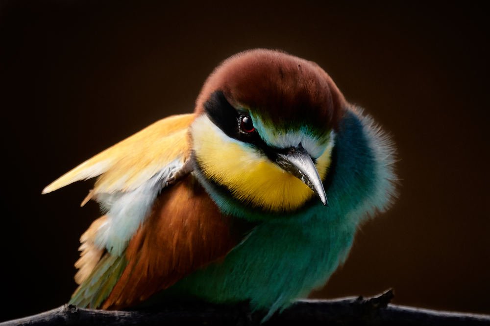 Bee-eater (Merops apiaster)