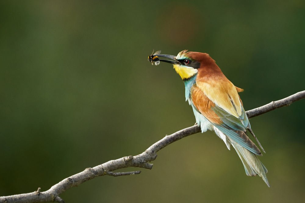 Bee-eater (Merops apiaster) caught a bumblebee