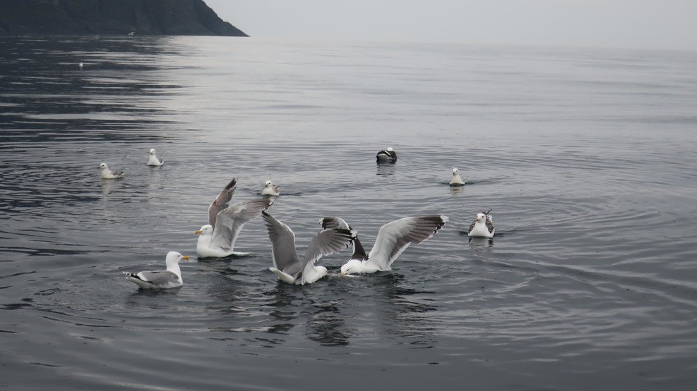 Photograph by Алина Голубева