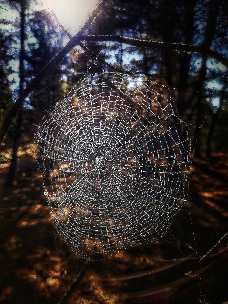 Лесной узор