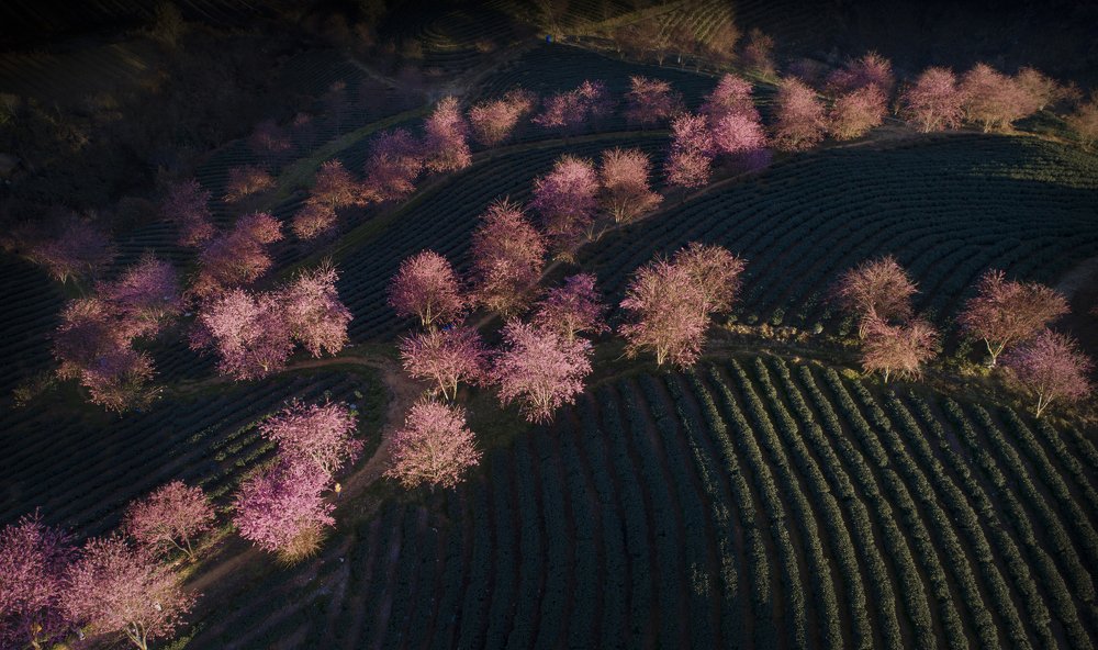 Photograph by Candy Nguyen