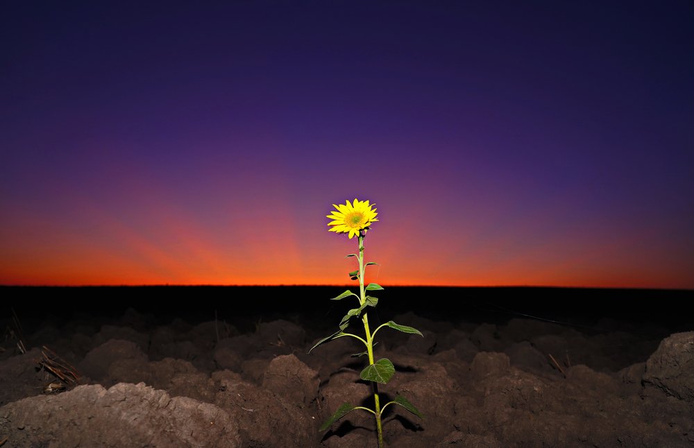 Yellow flower alone in sunset