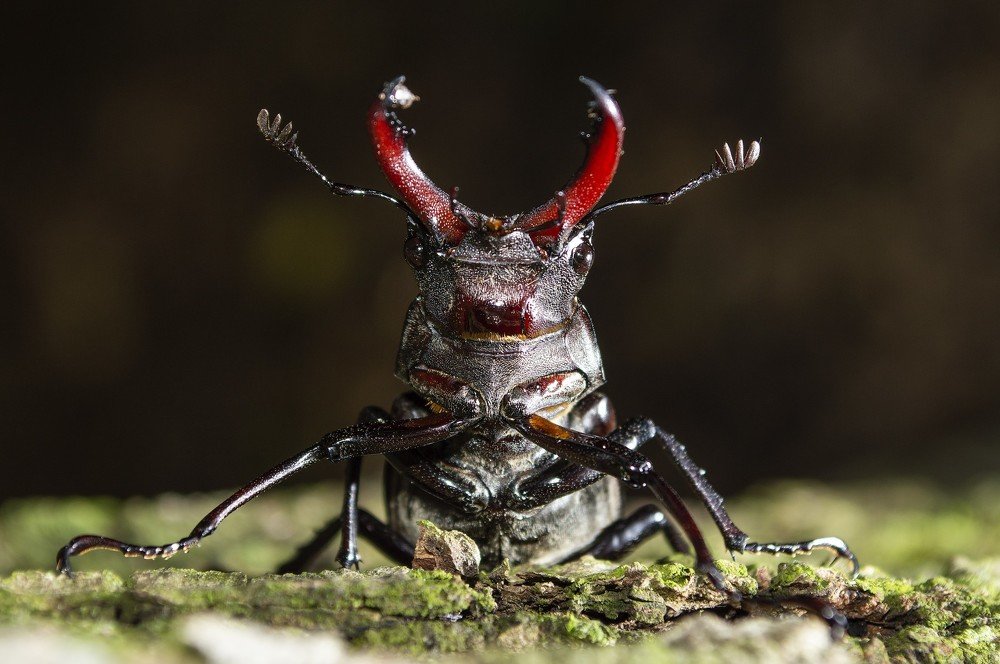 Photograph by Юрій Стороженко