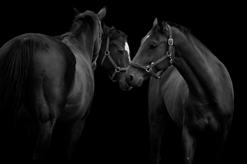 Horses on black background
