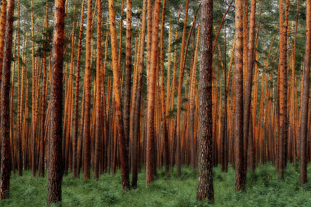 Photograph by Владимир Малевич