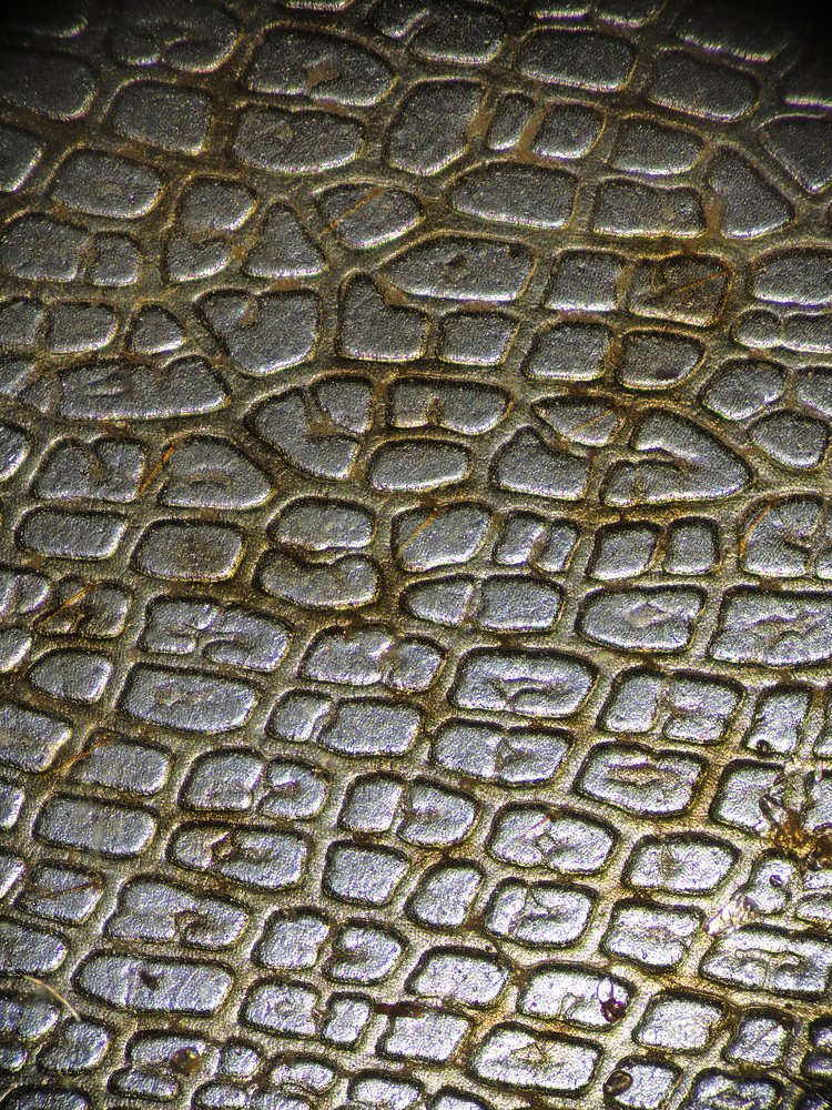 Крыло саранчи под микроскопом