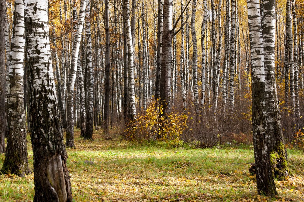 Photograph by Ольга Буракова