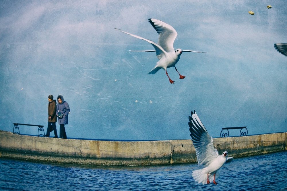 Четырёхкрылая чайка