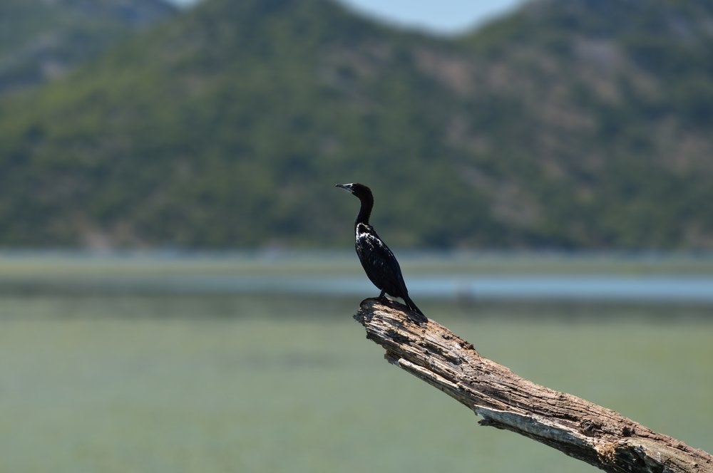 Great cormorant with wet shiny black feathers