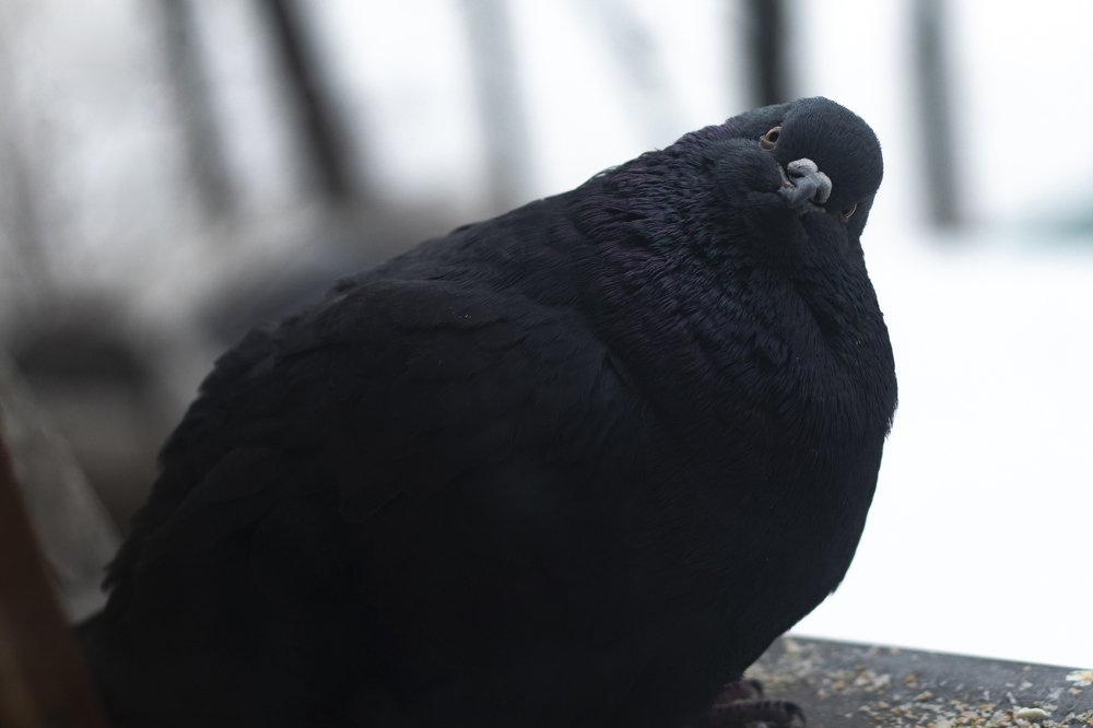 Photograph by Роман Шустиков